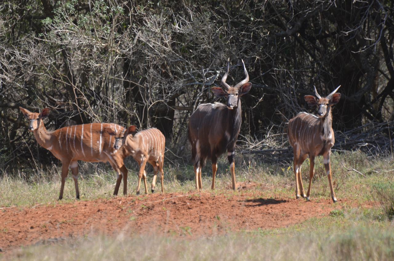 Bushbaby Lodge & Camping Hluhluwe Luaran gambar