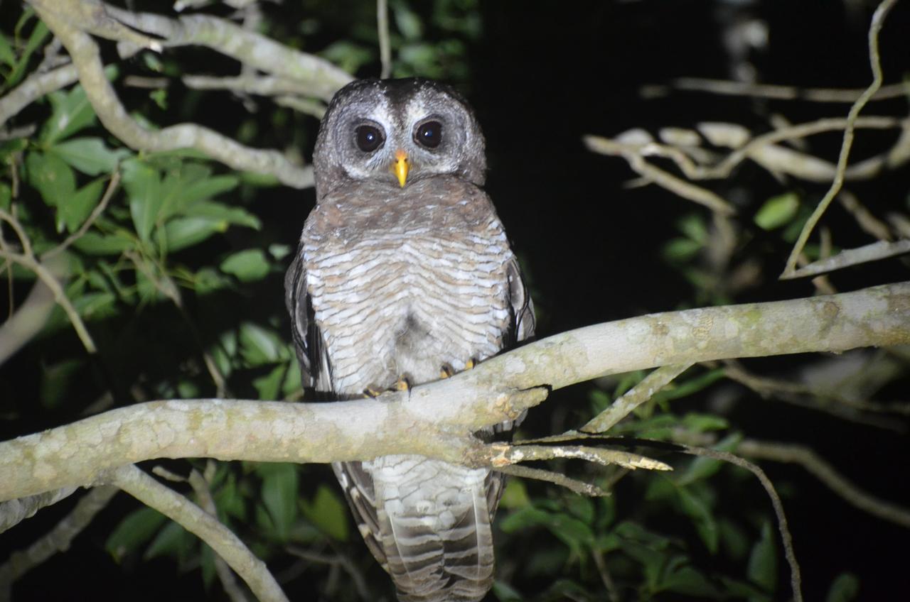 Bushbaby Lodge & Camping Hluhluwe Luaran gambar