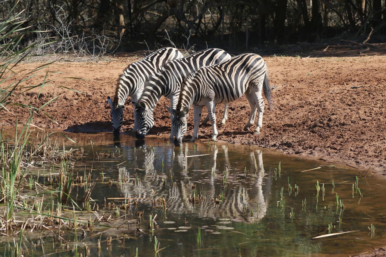 Bushbaby Lodge & Camping Hluhluwe Luaran gambar